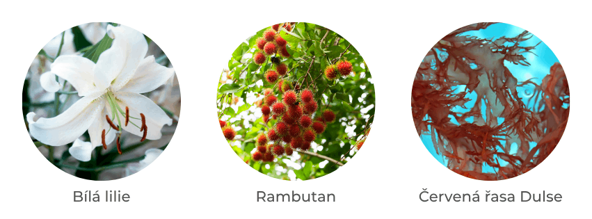 Aktivní složky: buňky bílé lilie, rambutan, červené řasy